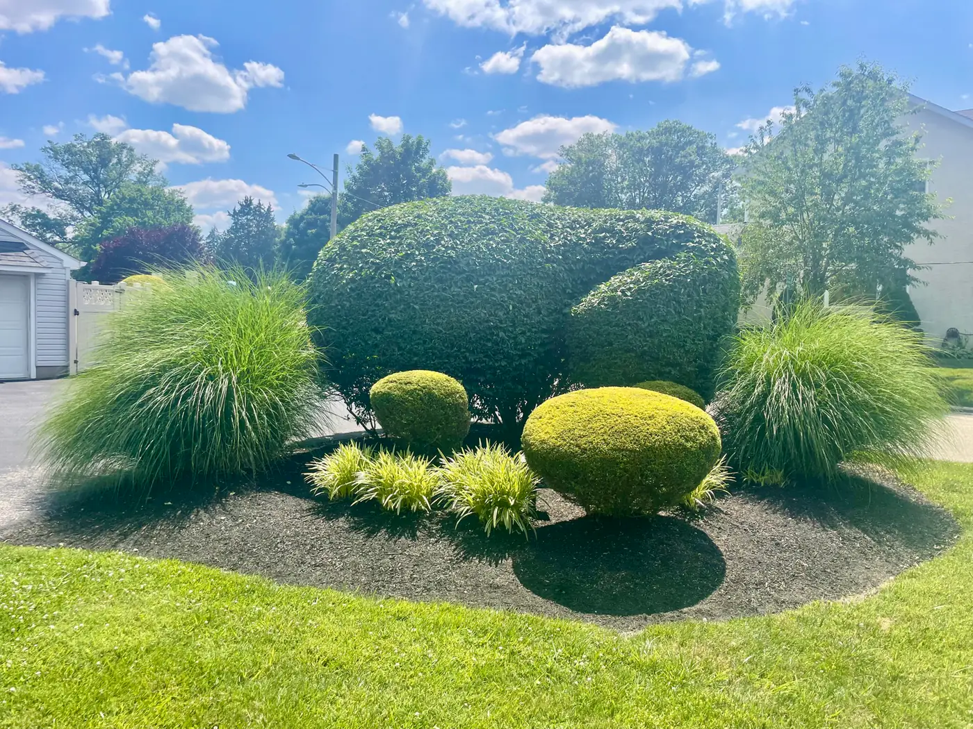 Sculpted boxwood planting design